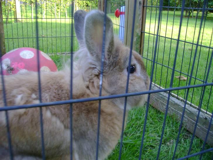 Zimpa leger i sit udebur billede 34