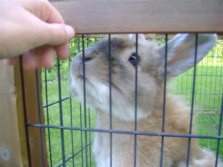 Zimpa leger i sit udebur billede 35