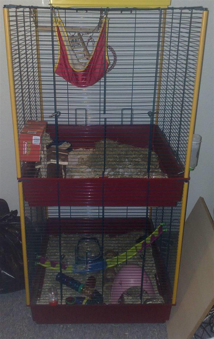Rotte Bur billede 1