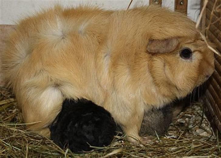 Lidt forskellige marsvin.. - Andvaris mor Hrína med unger.. billede 1