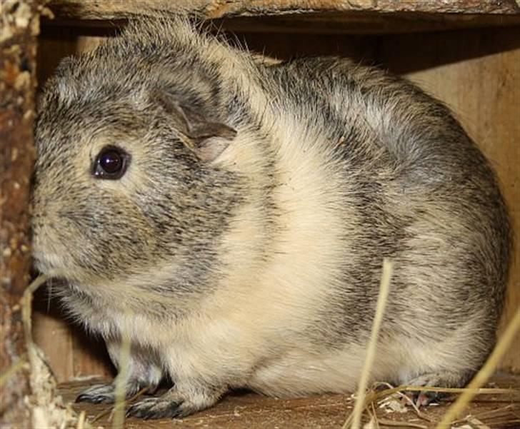 Lidt forskellige marsvin.. - Gizmos Andvari, lemon agouti/creme han født 3/6 2010. billede 2