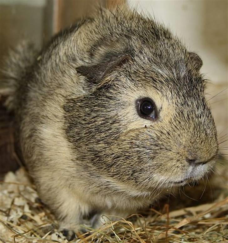 Lidt forskellige marsvin.. - Gizmos Andvari, lemon agouti/creme han født 3/6 2010. billede 3