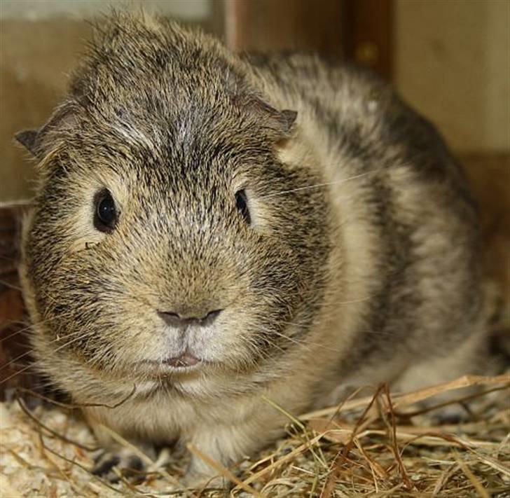 Lidt forskellige marsvin.. - Gizmos Andvari, lemon agouti/creme han født 3/6 2010. billede 4