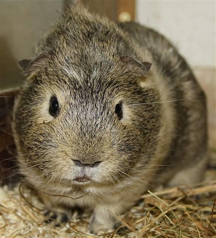 Lidt forskellige marsvin.. - Gizmos Andvari, lemon agouti/creme han født 3/6 2010. billede 5