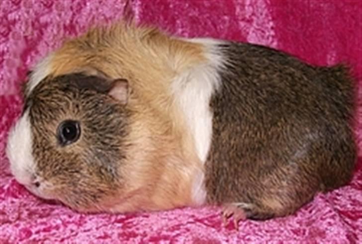 Lidt forskellige marsvin.. - Andvaris far Gizmos Vestenvind. billede 6