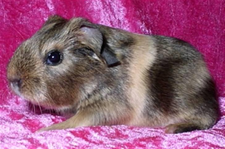 Lidt forskellige marsvin.. - Gizmos Glói, lemon agouti/creme satin han født 10/2 2010. billede 7