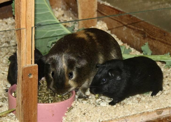 Lidt forskellige marsvin.. - Gizmos Glói, lemon agouti/creme satin han født 10/2 2010, hygger med et par sorte hanunger. billede 8