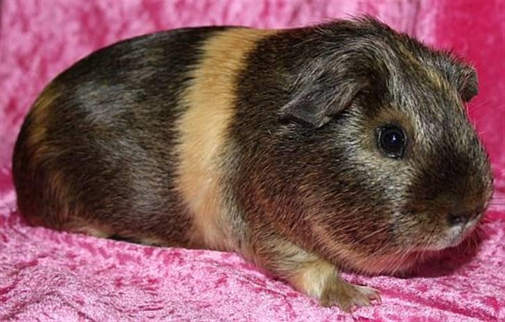 Lidt forskellige marsvin.. - Gizmos Glói, lemon agouti/creme satin han født 10/2 2010. billede 9