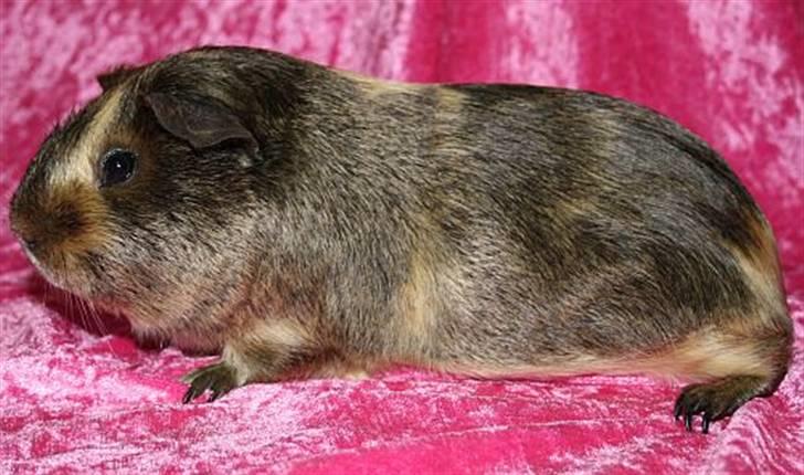 Lidt forskellige marsvin.. - Gizmos Glói, lemon agouti/creme satin han født 10/2 2010. billede 10