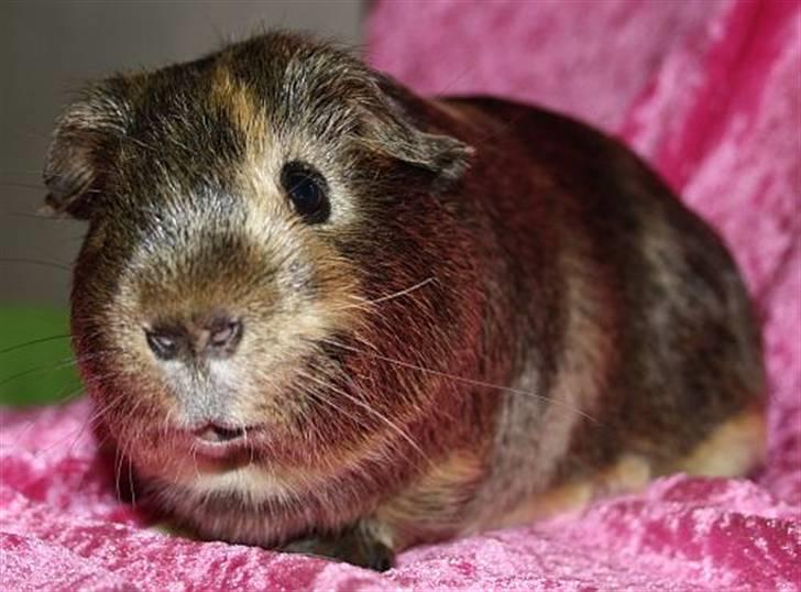 Lidt forskellige marsvin.. - Gizmos Glói, lemon agouti/creme satin han født 10/2 2010. billede 11