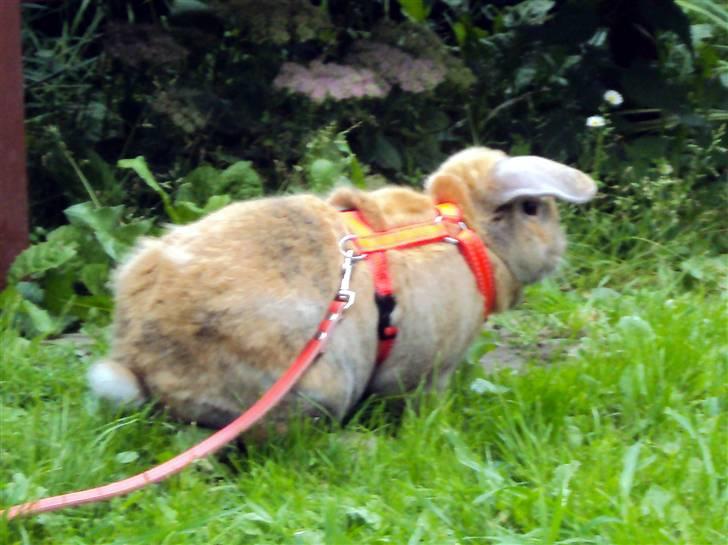 Modelbilleder af Viktor :D billede 2