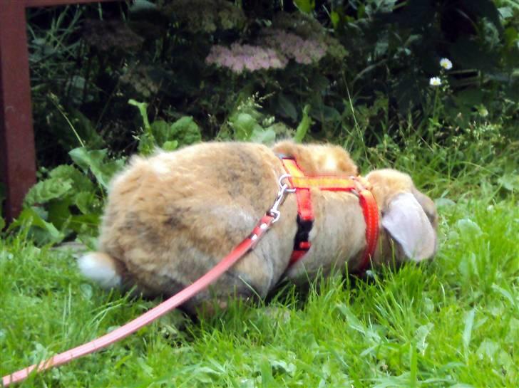 Modelbilleder af Viktor :D billede 3