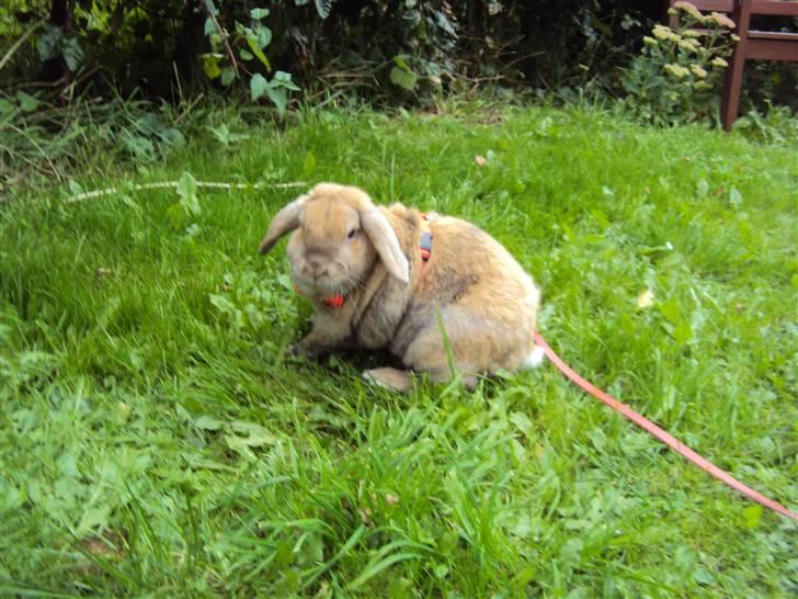 Modelbilleder af Viktor :D billede 4