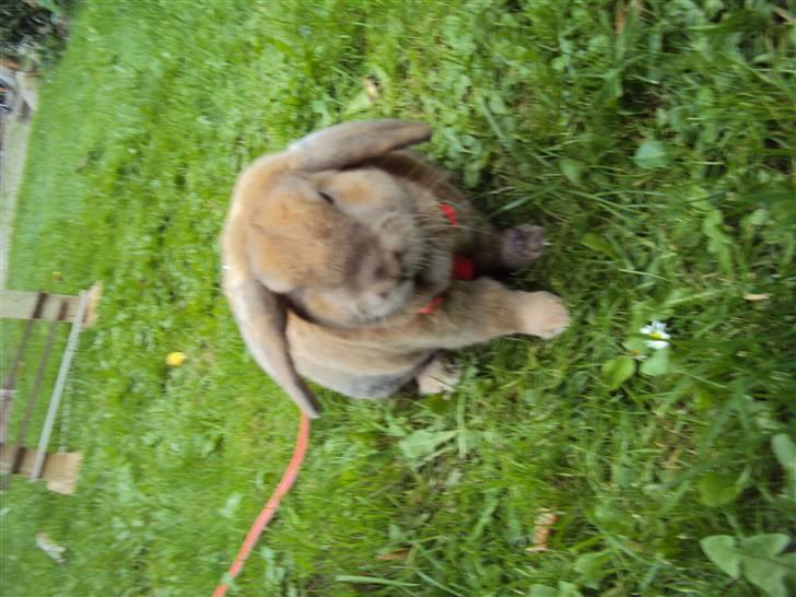 Modelbilleder af Viktor :D billede 5