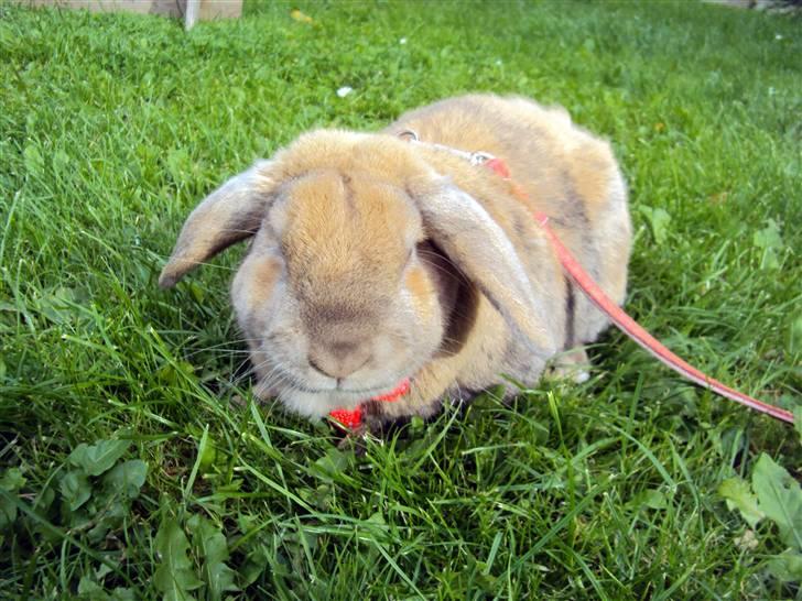 Modelbilleder af Viktor :D billede 6