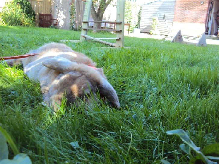 Modelbilleder af Viktor :D billede 7