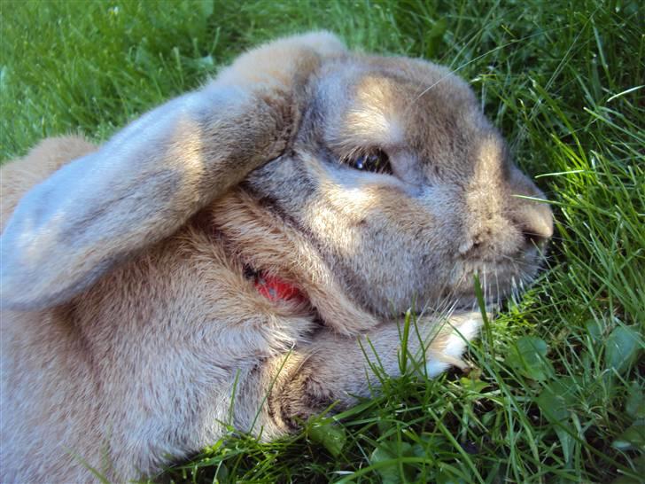 Modelbilleder af Viktor :D billede 11