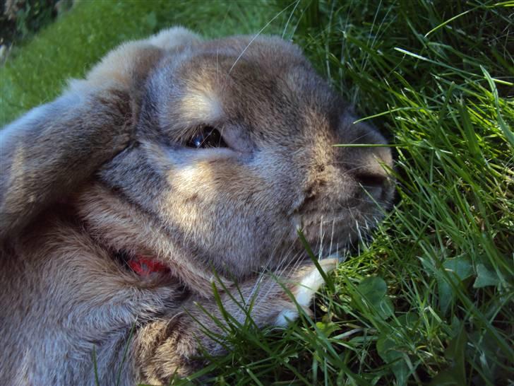 Modelbilleder af Viktor :D billede 12