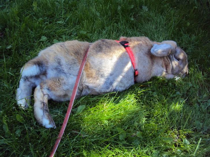 Modelbilleder af Viktor :D billede 14