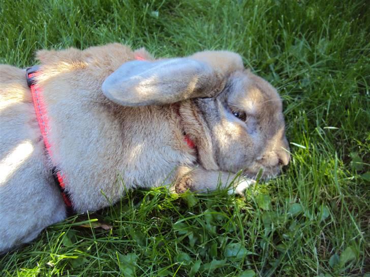 Modelbilleder af Viktor :D billede 15