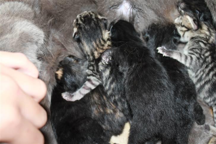 De Helt NyFødte KatteKillinger <3 billede 1