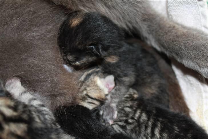 De Helt NyFødte KatteKillinger <3 billede 3