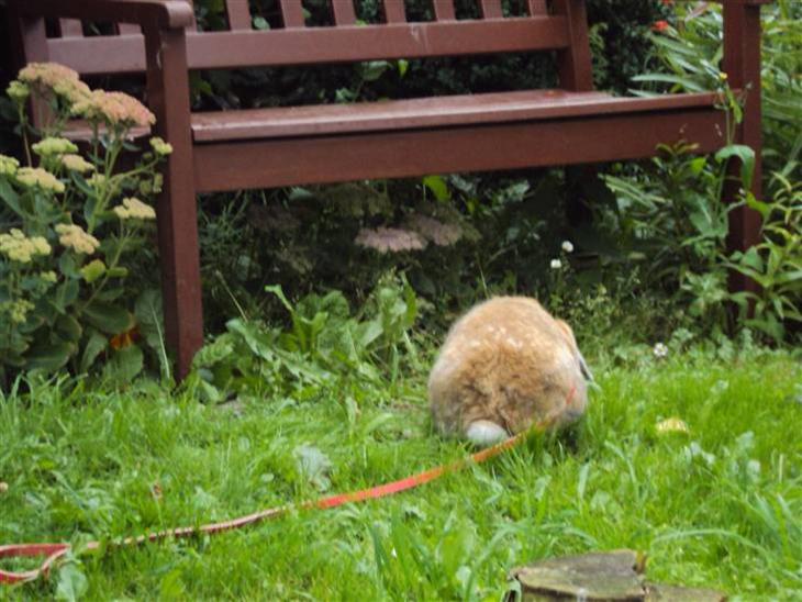 {{currentPhoto.altText}} billede {{currentPhoto.number}}