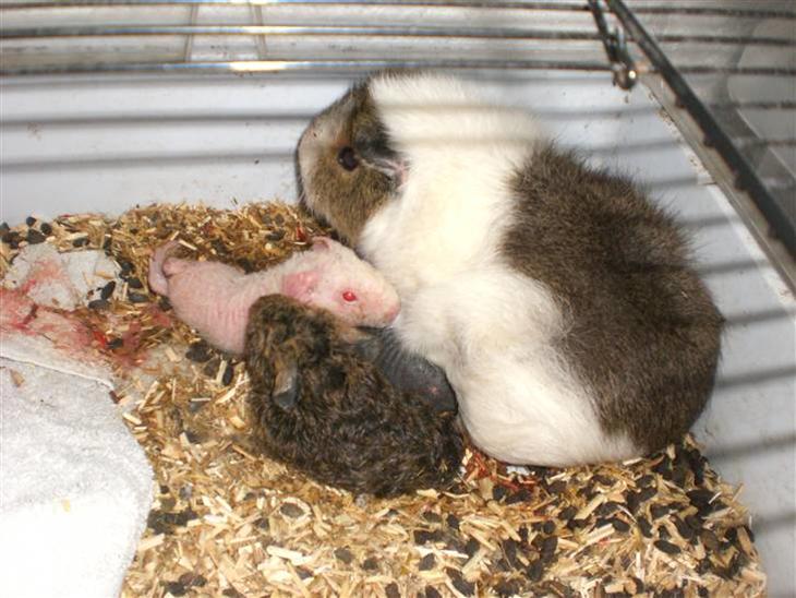 {{currentPhoto.altText}} billede {{currentPhoto.number}}