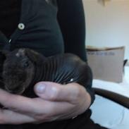 Mine to dejlige skinny marsvin - Albic og Mollic