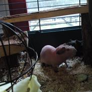 Mine to dejlige skinny marsvin - Albic og Mollic