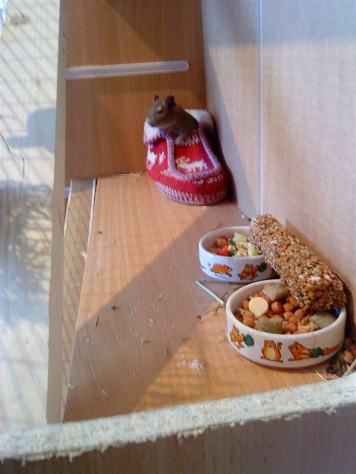 Hjemmelavet degu bur billede 3