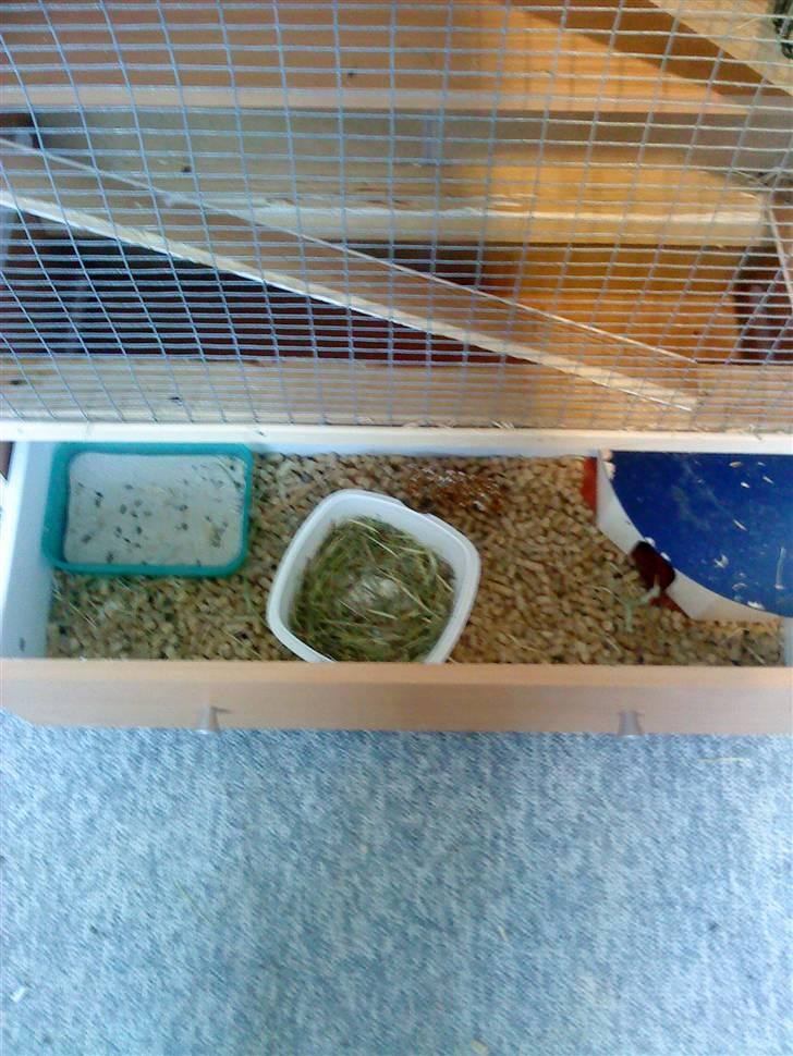 Hjemmelavet degu bur billede 4