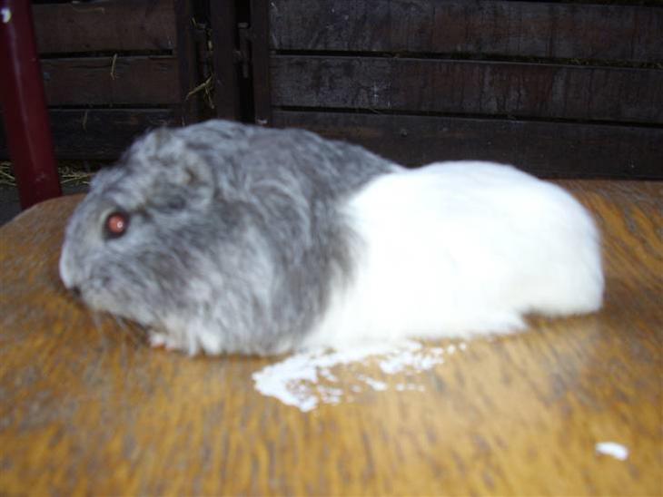 {{currentPhoto.altText}} billede {{currentPhoto.number}}