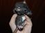 Black berkshire dumbo