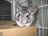 Mine dejlige chinchillaer<3