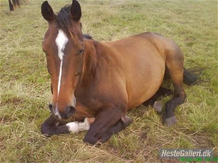 Min pony  billede 0
