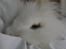 Hopdag hos stald snip D. 12/12-2010 - Sugar <3