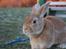 Hopdag hos stald snip D. 12/12-2010 - Sonny <3