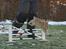 Hopdag hos stald snip D. 12/12-2010 - Amazing Grace <3