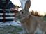 Hopdag hos stald snip D. 12/12-2010 - Amazing Grace <3 smukke! <3