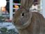 Hopdag hos stald snip D. 12/12-2010 - Amazing Grace <3