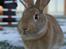 Hopdag hos stald snip D. 12/12-2010 - Amazing Grace <3