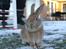 Hopdag hos stald snip D. 12/12-2010 - Amazing Grace <3