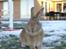 Hopdag hos stald snip D. 12/12-2010 - Amazing Grace <3
