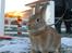 Hopdag hos stald snip D. 12/12-2010 - Amazing Grace <3
