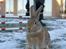Hopdag hos stald snip D. 12/12-2010 - Amazing Grace <3