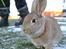 Hopdag hos stald snip D. 12/12-2010 - Amazing Grace <3