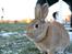 Hopdag hos stald snip D. 12/12-2010 - Amazing Grace <3