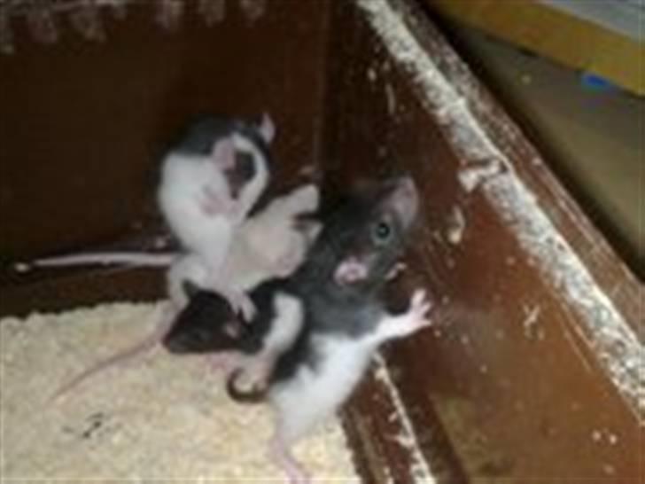 Rotte unger billede 1