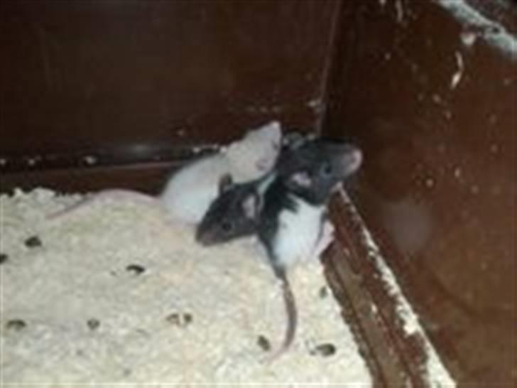 Rotte unger billede 2